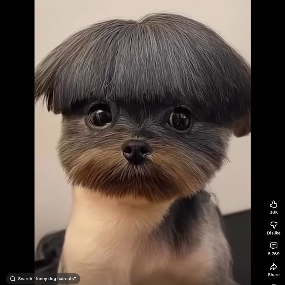 Stylish Dog Haircut Wig - Black and Gray
